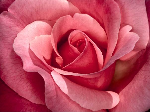 rose-stage-georg